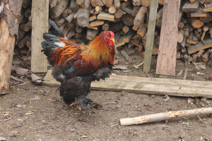 IMG_9202 - Cocosi si gaini brahma 24 februarie 2016