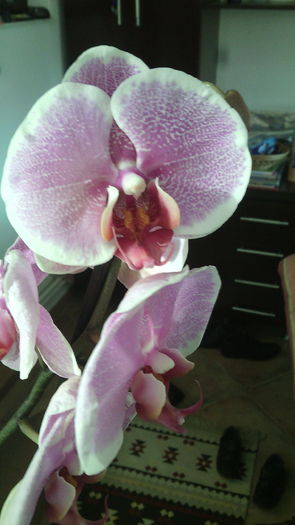 IMG_20150915_084225 - Phalaenopsis1