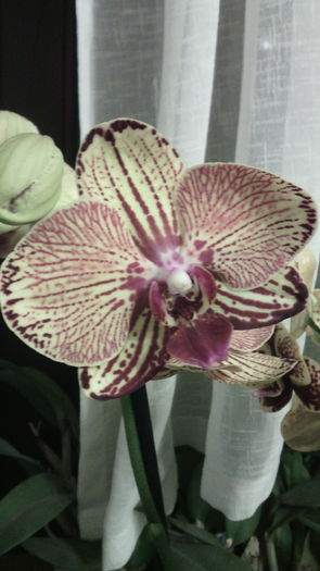 IMG_20151006_051239 - Phalaenopsis1