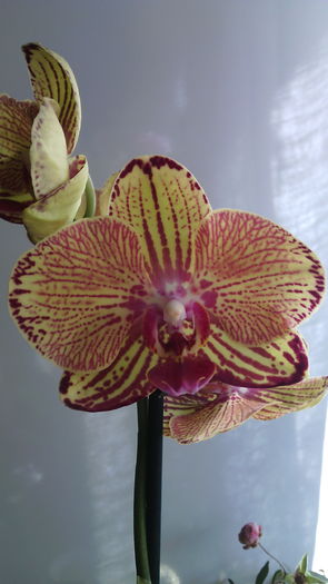 IMG_20151008_145113 - Phalaenopsis1