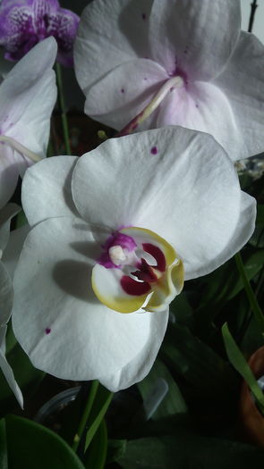 IMG_20151022_151008 - Phalaenopsis1