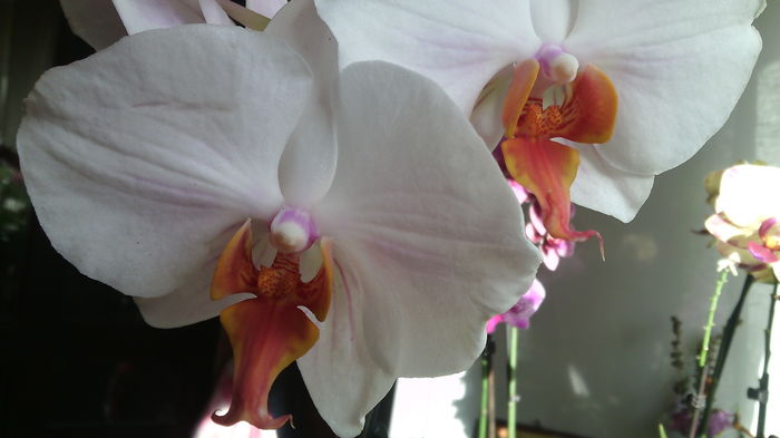 IMG_20151022_151100 - Phalaenopsis1