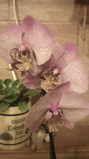 IMG_20151108_205057 - Phalaenopsis1
