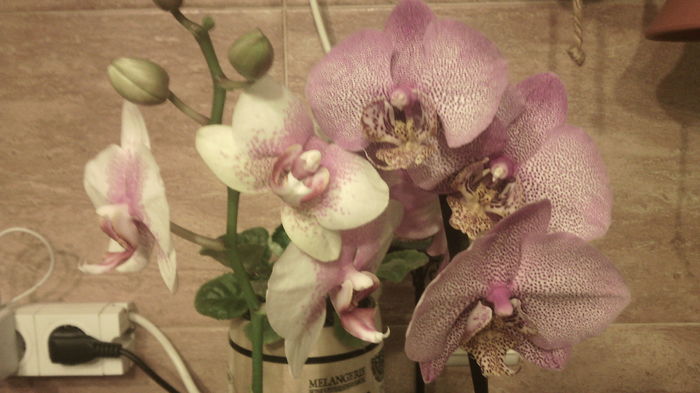 IMG_20151108_205429 - Phalaenopsis1