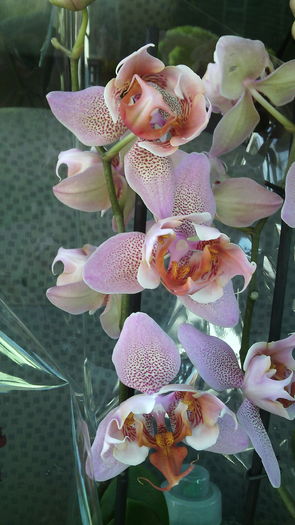 IMG_20151123_124221 - Phalaenopsis1