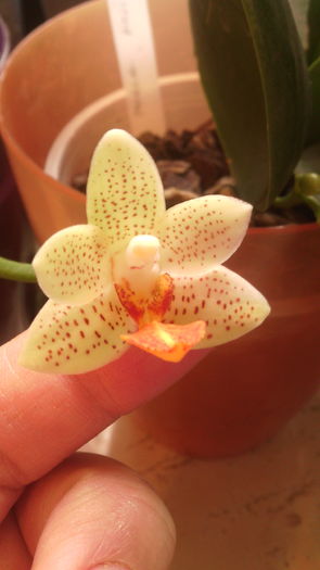 IMG_20151129_090504 - Phalaenopsis1