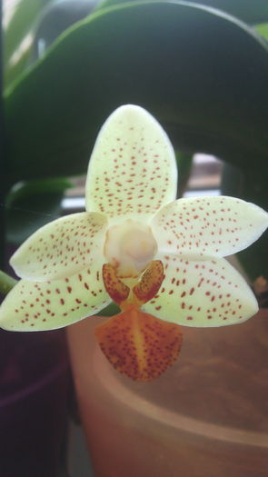 IMG_20151129_090807 - Phalaenopsis1