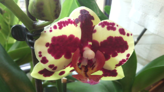 IMG_20151129_090842 - Phalaenopsis1