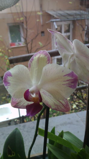 IMG_20151129_091215 - Phalaenopsis1