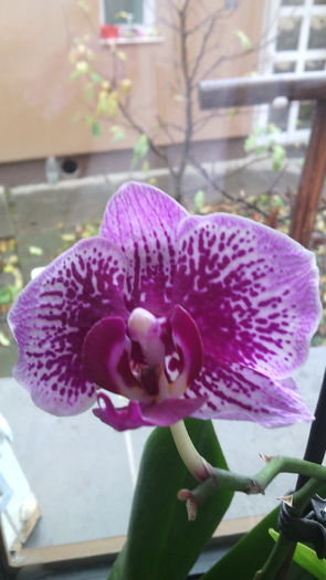 IMG_20151129_091344 - Phalaenopsis1