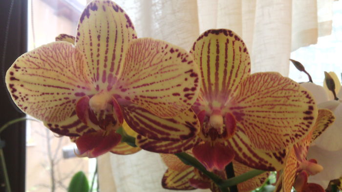 IMG_20151129_091407 - Phalaenopsis1