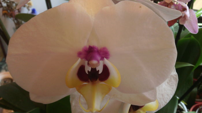 IMG_20151129_091607 - Phalaenopsis1