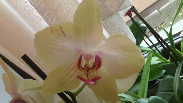IMG_20151129_091816 - Phalaenopsis1