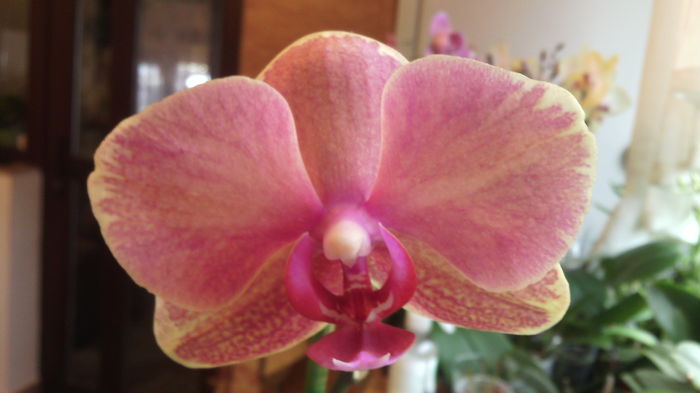 IMG_20151129_091927 - Phalaenopsis1