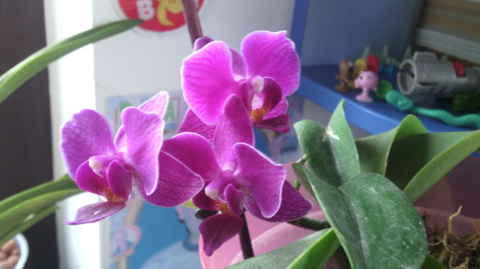 IMG_20151129_092412 - Phalaenopsis1