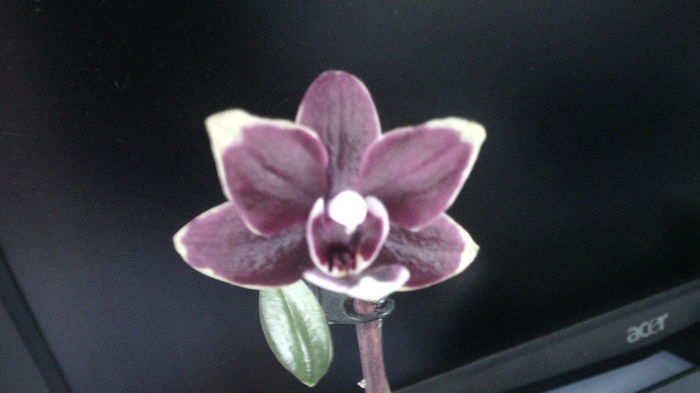 IMG_20151129_092506 - Phalaenopsis1