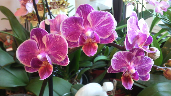 IMG_20151202_154238 - Phalaenopsis1