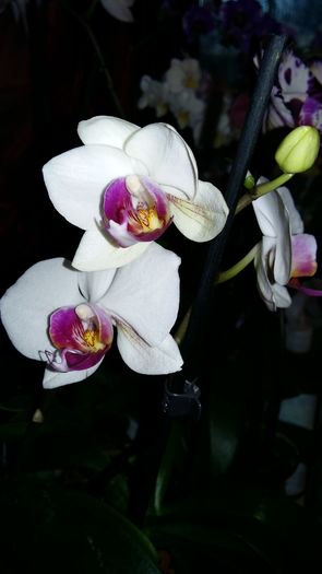 20160203_082827