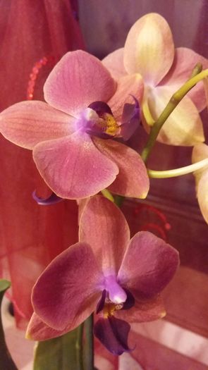 20160208_174603 - Phalaenopsis1