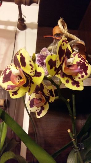 20160208_191256 - Phalaenopsis1