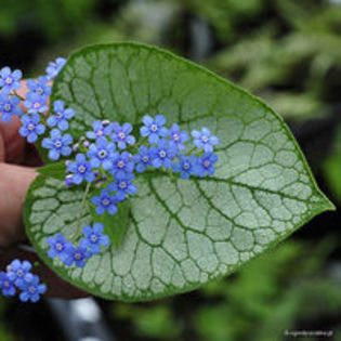 brunnera jack frost; (clematite)
