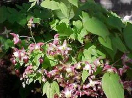 epimedium rublum; (clematite)
