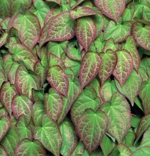 epimedium rublum