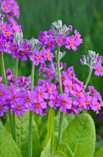 primula beesiana - e Comanda plante noi achizitii 2016