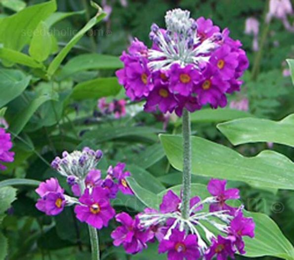 primula-beesiana