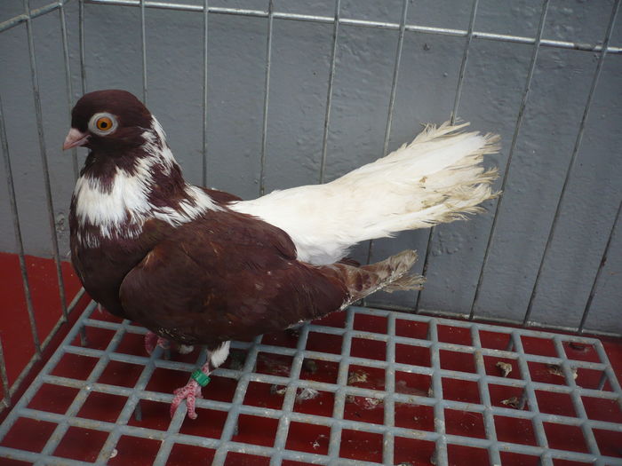 visinii codalbi 004