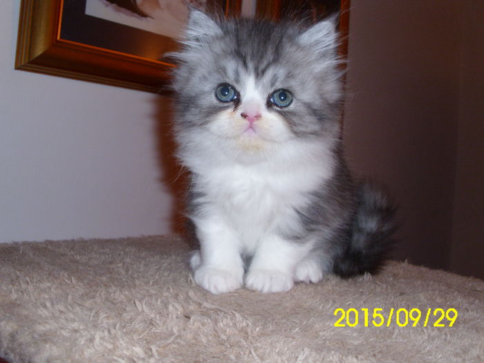 Smoky 2015 - 1 Romina-pisica persana