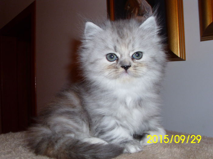 Sandra 2015 - 1 Romina-pisica persana