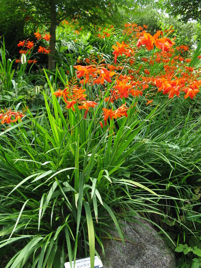 Crocosmia_x_crocosmiflora1; am plantat catva bulbi in martie  2016. Sfarsit de aprilie -nu se vede nimic.
