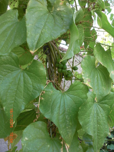 Untul Pamantului18iul