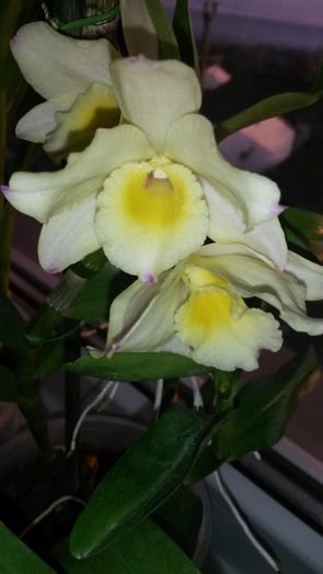 20160224_072426