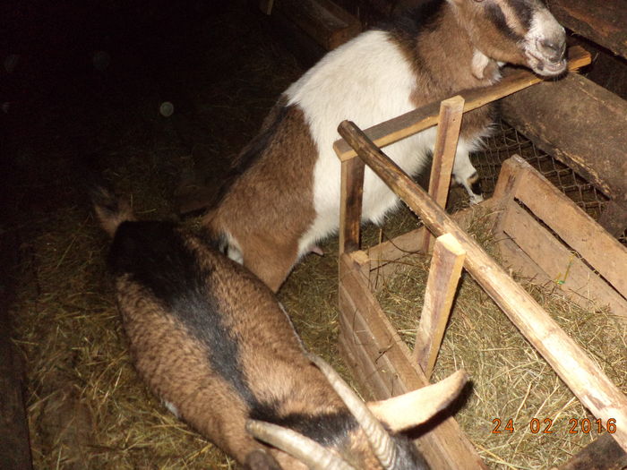 Doua iedute tot de la Cezar