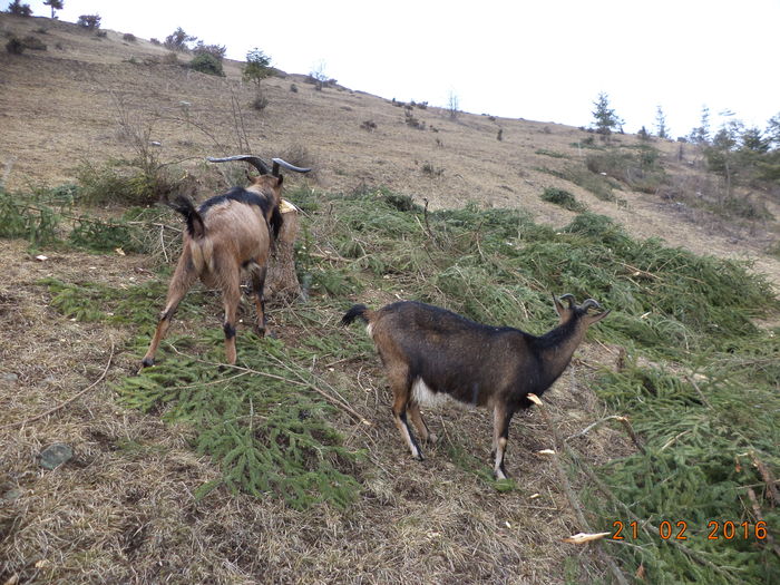 Tiganii au taiat cam toti molizii