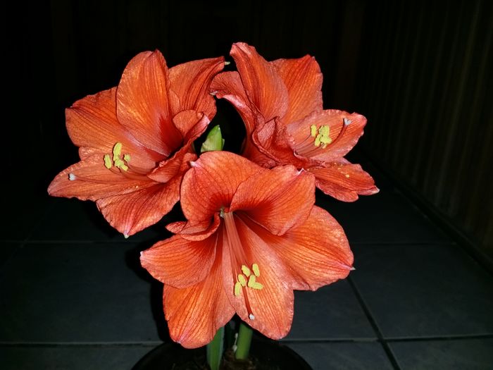 20160224_211519 - Amaryllis 2016