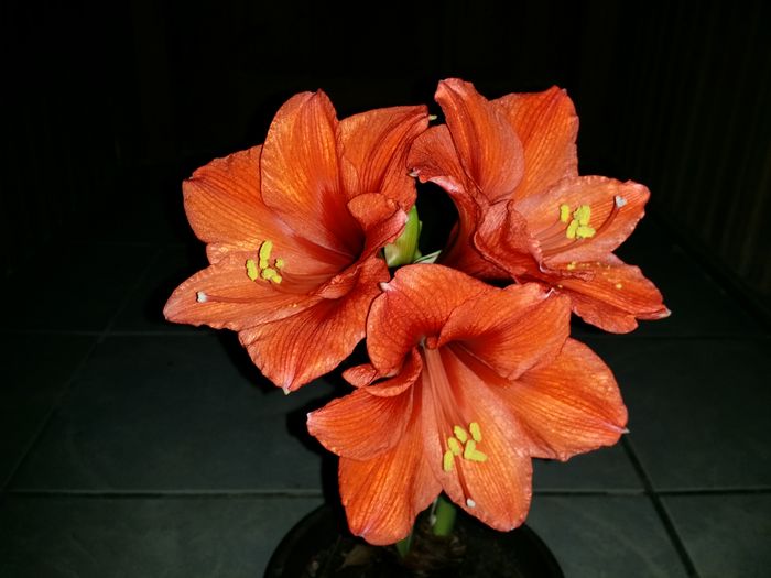 20160224_211138 - Amaryllis 2016