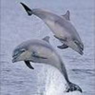 Avatare cu Delfini Avatare Jucause Delfini pe Messenger