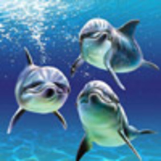 Avatare Delfini Delfinariu Avatare cu Delfinul Inteligent