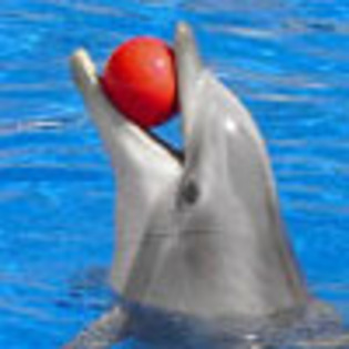 Delfini Jucausi Avatare Delfini Dresati Pe Messenger