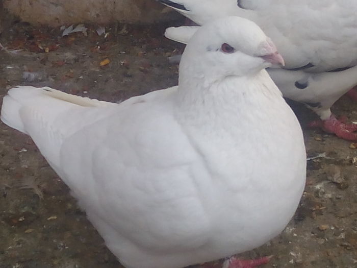 F-2014 - 2-AMERICAN GIANT HOMER