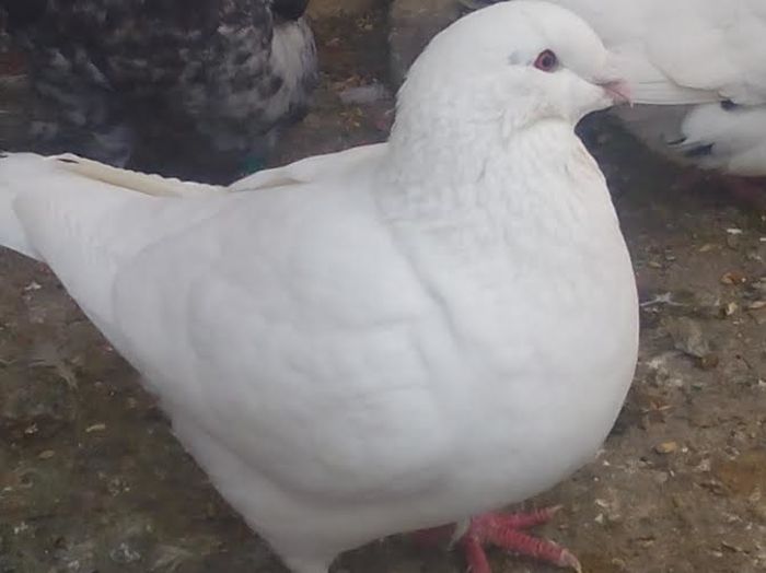 F-2014 - 2-AMERICAN GIANT HOMER