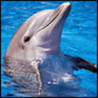 Delfini pe Messenger Imagini Avatare Delfini Frumosi