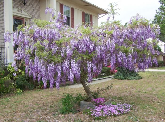 gliciach-na-mov-wisteria-floribunda