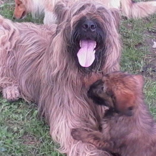 Ciobanesc de Brie BRIARD - BRIARD Ciobanesc de BRIE