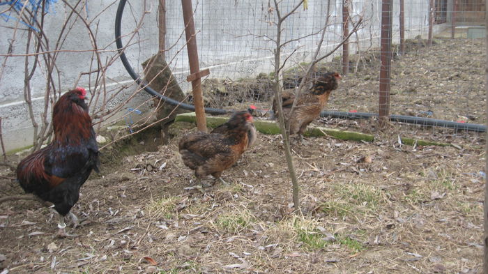 Picture 7721 - Gaini araucana potarnichiu matca 2016 achizitie Germania