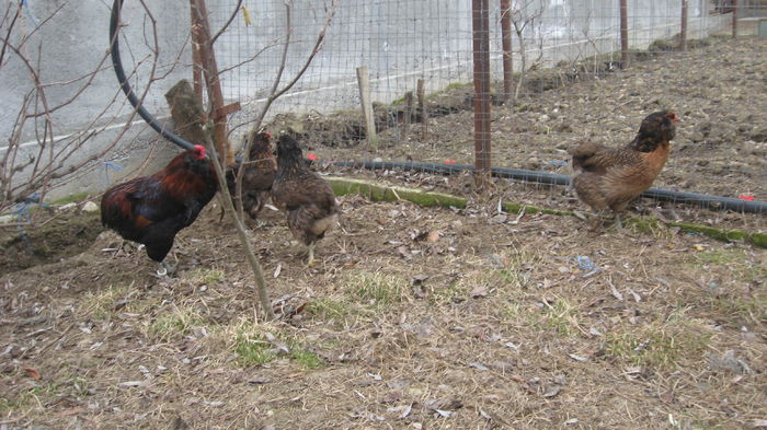 Picture 7722 - Gaini araucana potarnichiu matca 2016 achizitie Germania