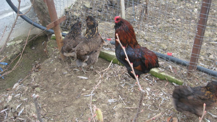 Picture 7724 - Gaini araucana potarnichiu matca 2016 achizitie Germania